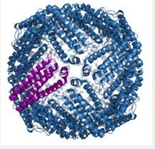 Ferritin