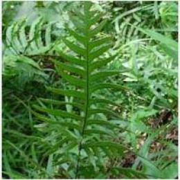 Semi-pinnated Brake Herb extract