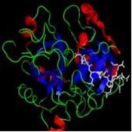 Thrombin