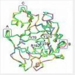 Trichosanthin